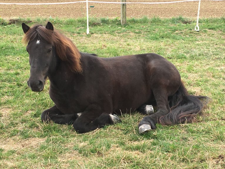 Pony Islandese Castrone 20 Anni 136 cm Morello in Waiblingen