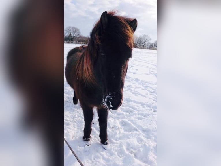 Pony Islandese Castrone 20 Anni 142 cm Falbo in Kayhude