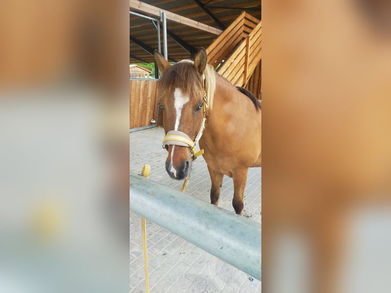 Pony Islandese Castrone 21 Anni 135 cm Falbo in Biebergem&#xFC;nd