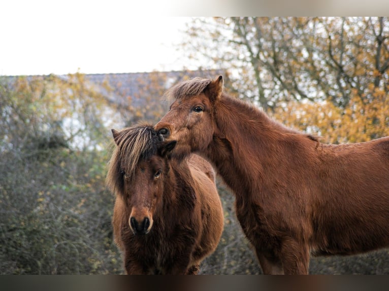 Pony Islandese Castrone 21 Anni 136 cm Baio ciliegia in Hagen