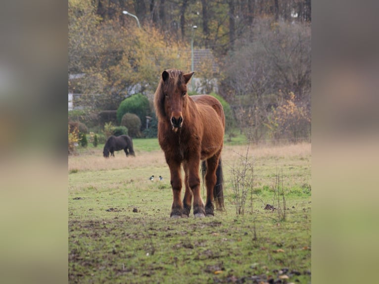 Pony Islandese Castrone 21 Anni 136 cm Baio ciliegia in Hagen