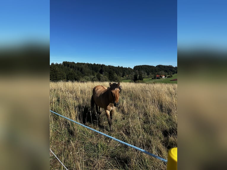 Pony Islandese Castrone 22 Anni 132 cm Falbo in Altusried