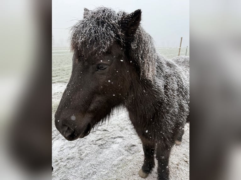 Pony Islandese Castrone 22 Anni 135 cm Morello in Tornesch
