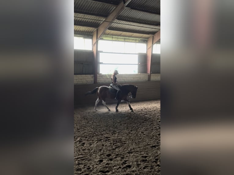 Pony Islandese Mix Castrone 22 Anni 140 cm Pezzato in Jühnde