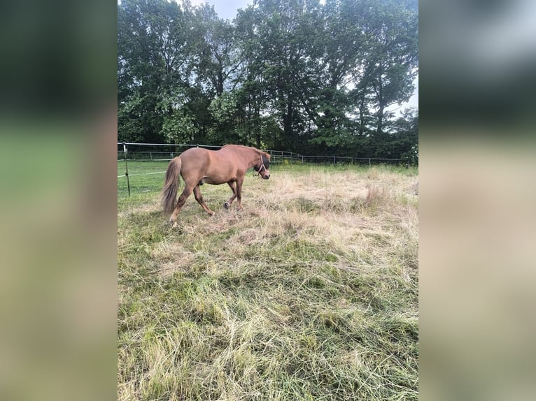 Pony Islandese Castrone 22 Anni 142 cm Sauro in Panten