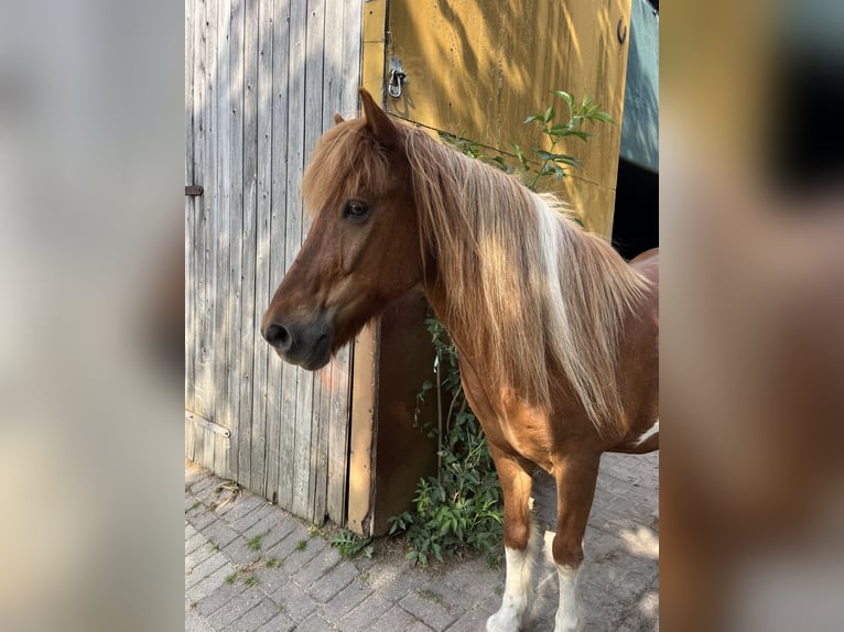Pony Islandese Castrone 23 Anni 135 cm Pezzato in Barsinghausen