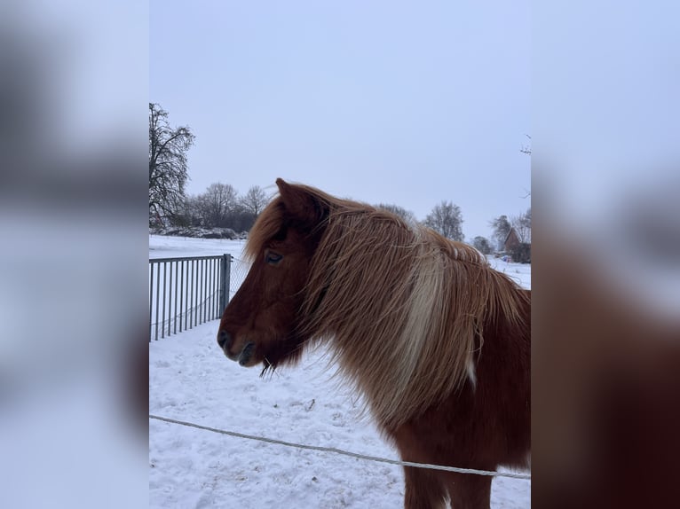 Pony Islandese Castrone 23 Anni 135 cm Pezzato in Barsinghausen
