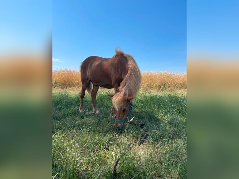 Pony Islandese Castrone 23 Anni Grigio in Hambrücken