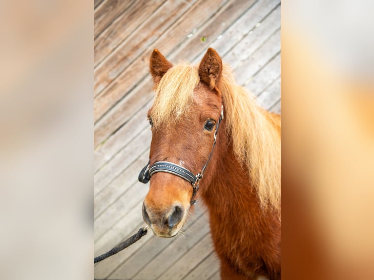 Pony Islandese Mix Castrone 25 Anni 120 cm Sauro in Pramet