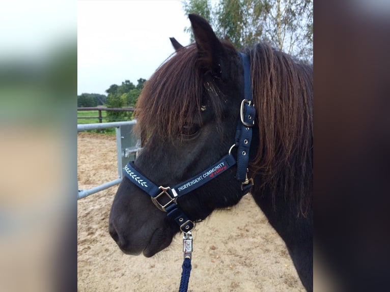 Pony Islandese Castrone 26 Anni 132 cm Morello in Lünen