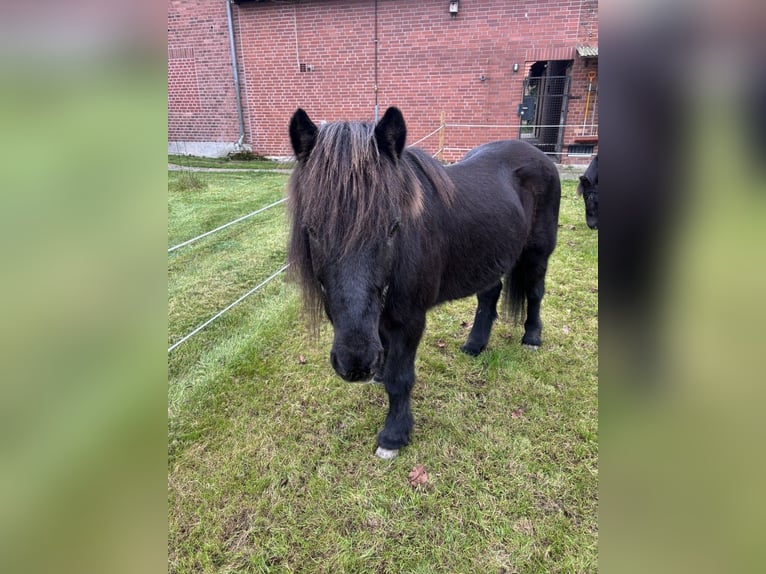 Pony Islandese Castrone 26 Anni 132 cm Morello in Lünen