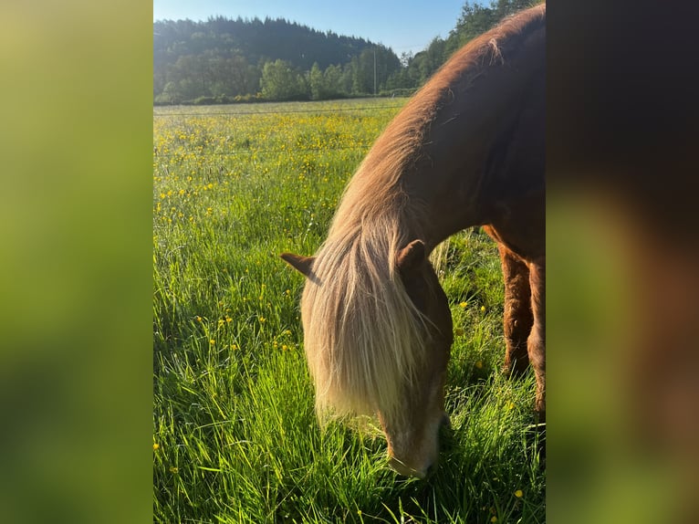 Pony Islandese Castrone 26 Anni 149 cm Sauro in Landau Pony Islandese Castrone 26 Anni 149 cm Sauro in Landau