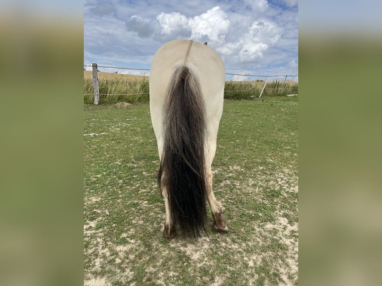 Pony Islandese Castrone 2 Anni 130 cm Falbo in Lichtenau