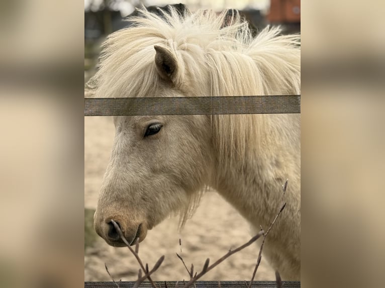 Pony Islandese Castrone 2 Anni 130 cm Palomino in Wiefelstede