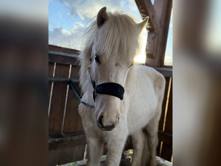 Pony Islandese Castrone 2 Anni 130 cm Palomino in Wiefelstede