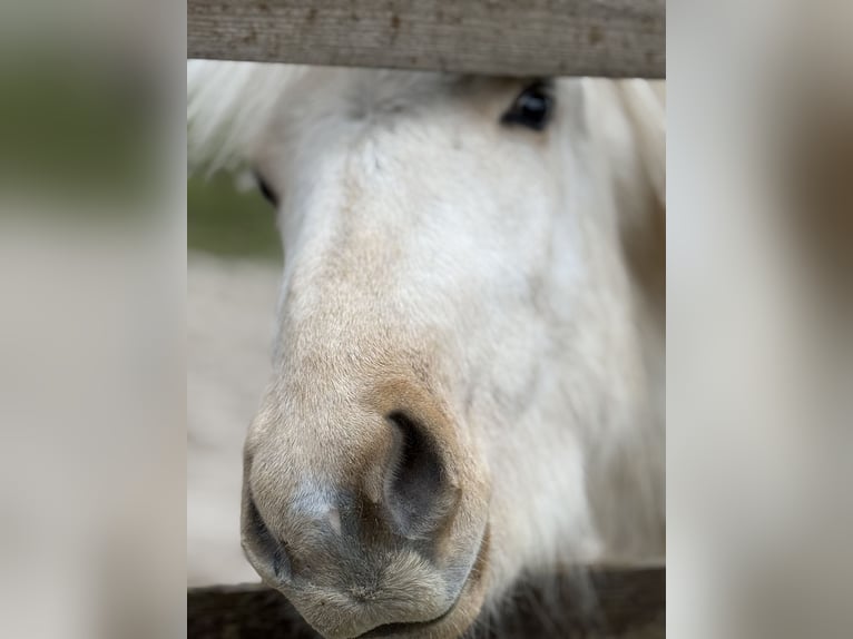 Pony Islandese Castrone 2 Anni 130 cm Palomino in Wiefelstede
