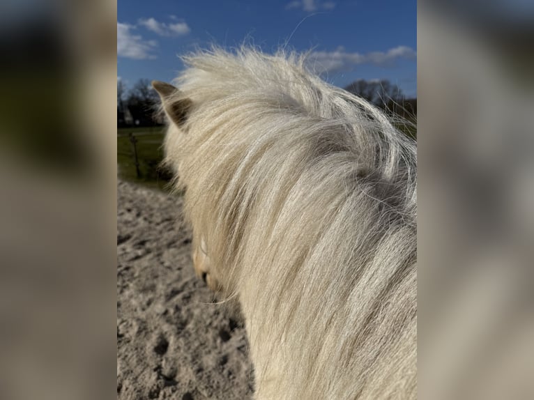 Pony Islandese Castrone 2 Anni 130 cm Palomino in Wiefelstede