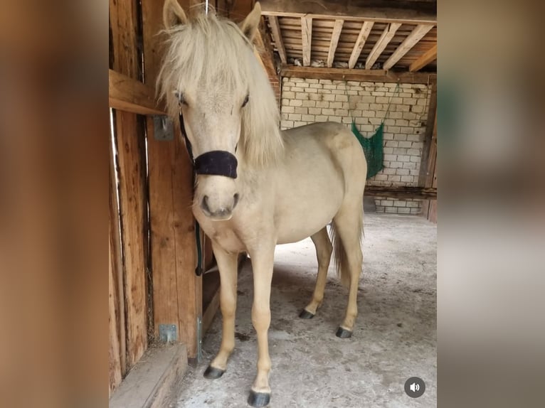 Pony Islandese Castrone 2 Anni 130 cm Palomino in Wiefelstede