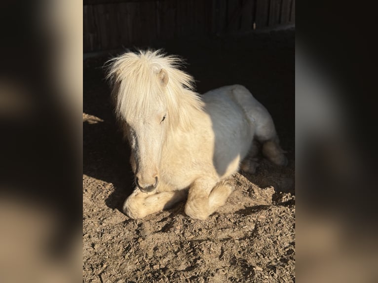 Pony Islandese Castrone 2 Anni 130 cm Palomino in Wiefelstede