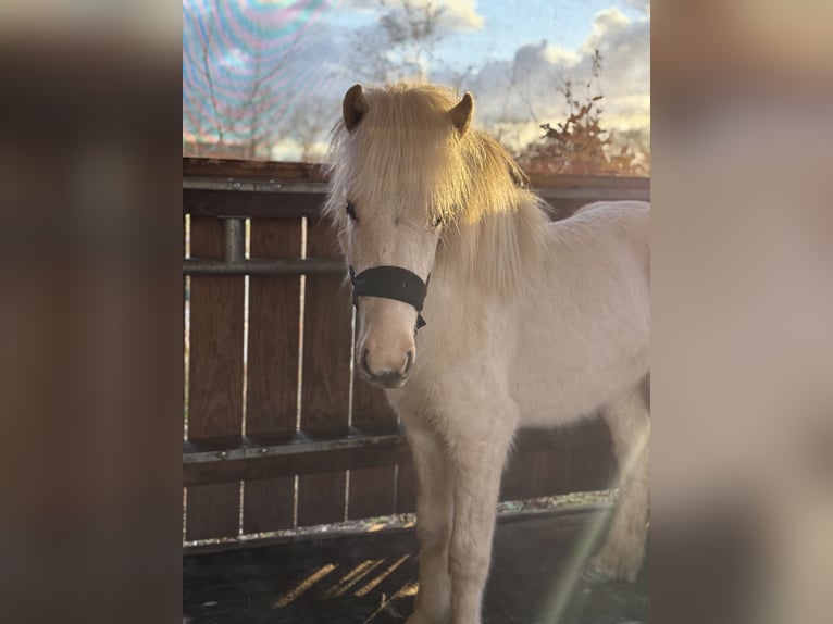 Pony Islandese Castrone 2 Anni 130 cm Palomino in Wiefelstede