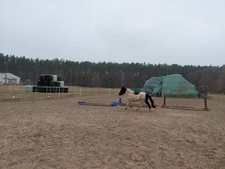 Pony Islandese Castrone 2 Anni 134 cm Pezzato in Mirow