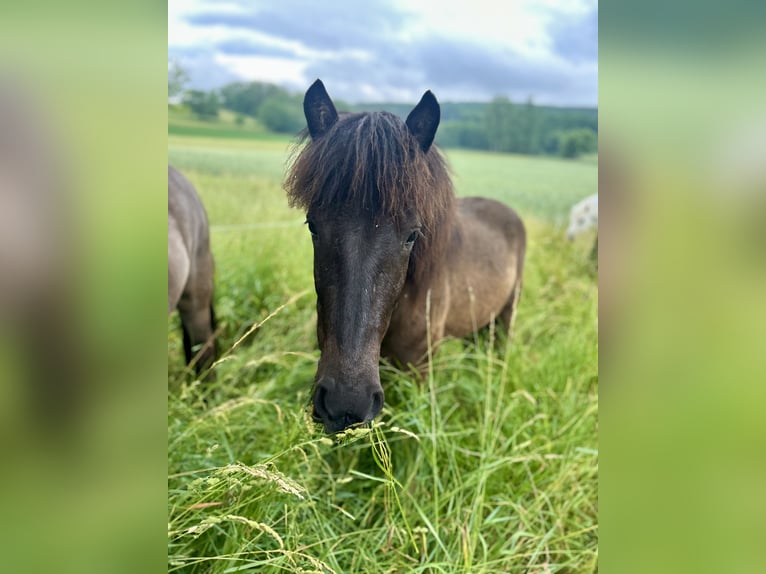 Pony Islandese Castrone 2 Anni 135 cm Morello in Zinswiller