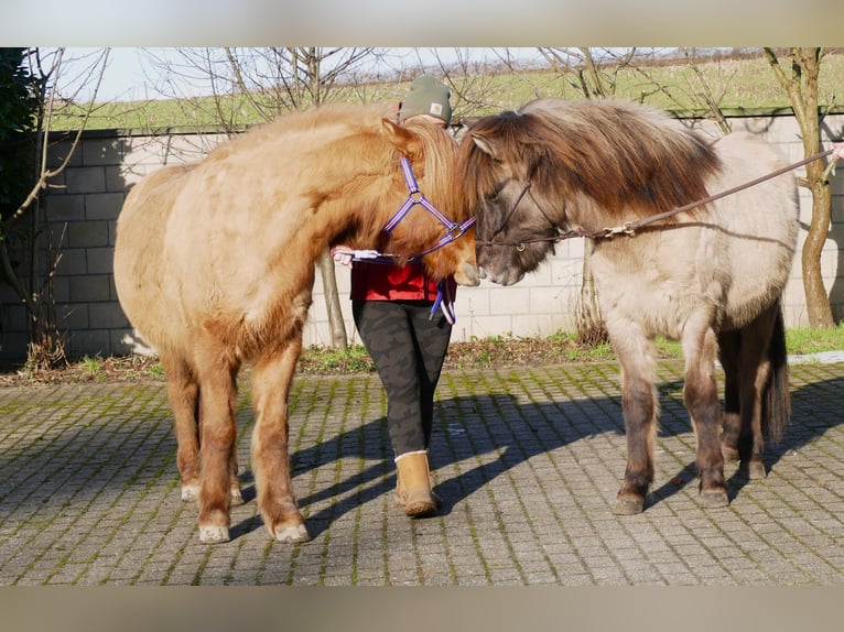 Pony Islandese Castrone 2 Anni 139 cm Falbo in Kranenburg