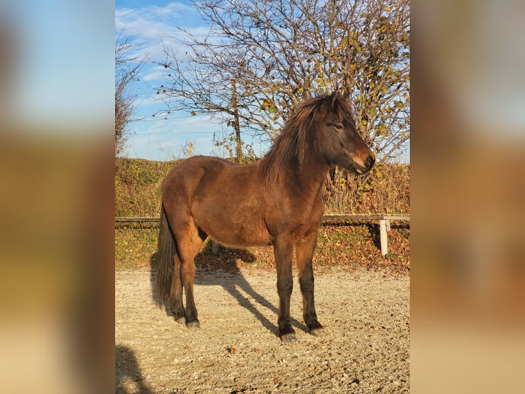 Pony Islandese Castrone 2 Anni 140 cm Baio scuro in Chieming