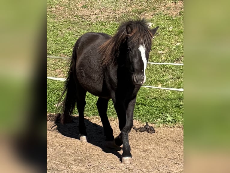 Pony Islandese Castrone 2 Anni 140 cm Morello in Blieskastel