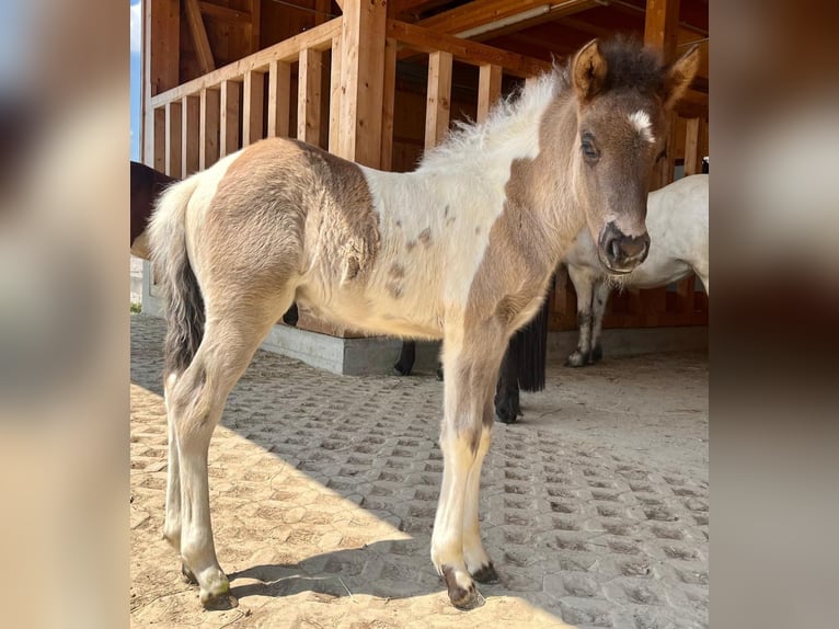 Pony Islandese Castrone 2 Anni 140 cm Pezzato in Friedberg