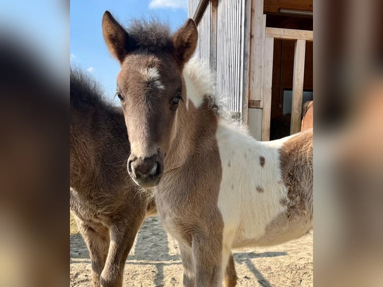 Pony Islandese Castrone 2 Anni 140 cm Pezzato in Friedberg