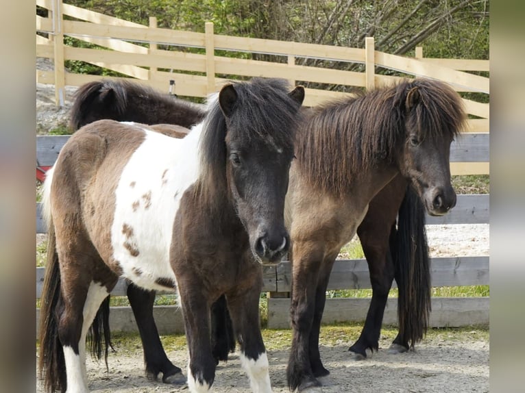 Pony Islandese Castrone 2 Anni 140 cm Pezzato in Friedberg