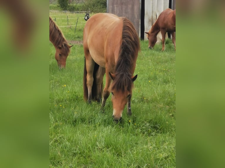 Pony Islandese Castrone 2 Anni 141 cm Baio in Mariaposching