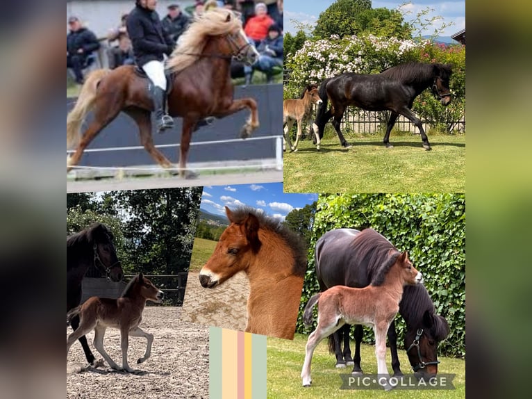 Pony Islandese Castrone 2 Anni 142 cm Baio in Zachenberg