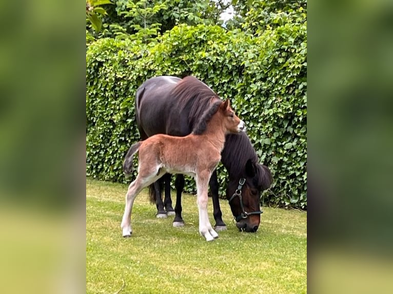 Pony Islandese Castrone 2 Anni 142 cm Baio in Zachenberg