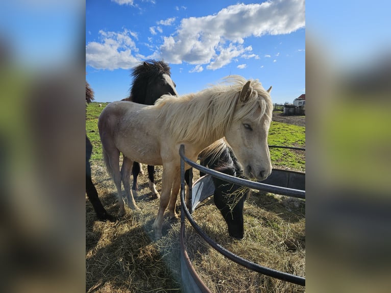Pony Islandese Castrone 2 Anni 145 cm Bianco in Hella