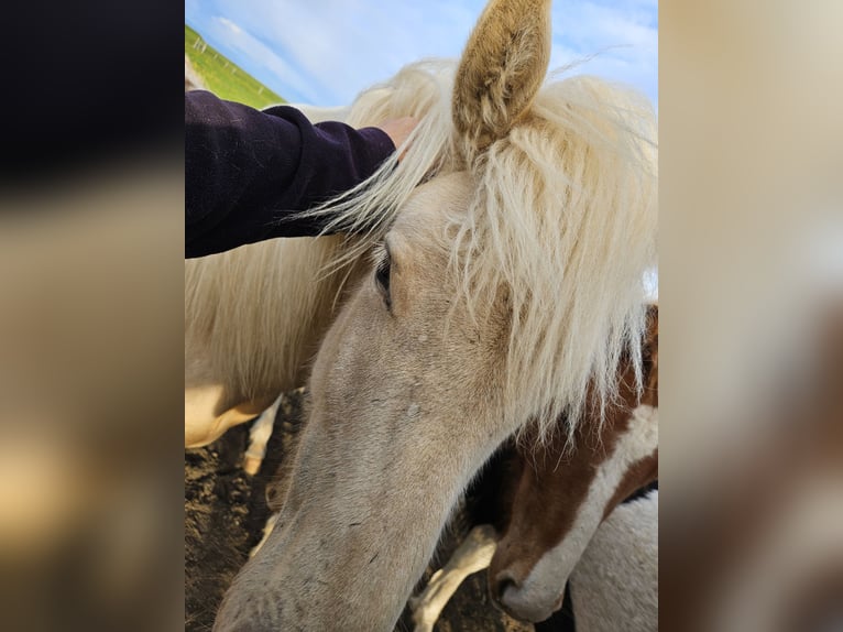 Pony Islandese Castrone 2 Anni 145 cm Bianco in Hella