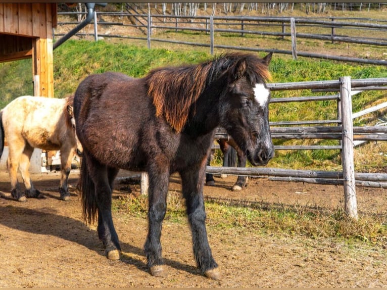 Pony Islandese Castrone 2 Anni 145 cm Morello in Mariapfarr