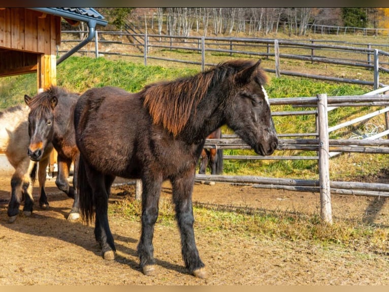 Pony Islandese Castrone 2 Anni 145 cm Morello in Mariapfarr
