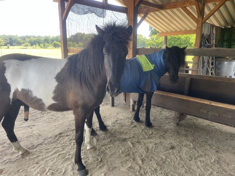 Pony Islandese Castrone 2 Anni 145 cm Pezzato in Anderlingen