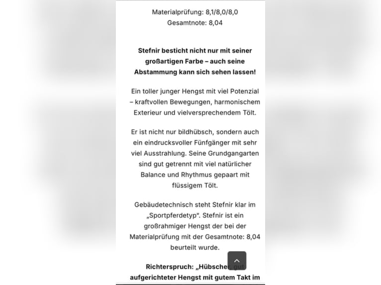 Pony Islandese Castrone 2 Anni Baio in Greifenburg