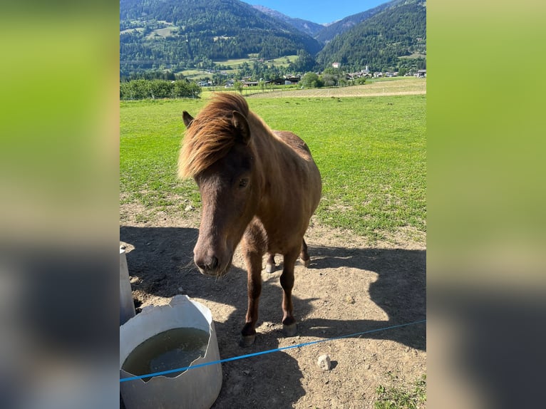 Pony Islandese Castrone 2 Anni Baio in Greifenburg