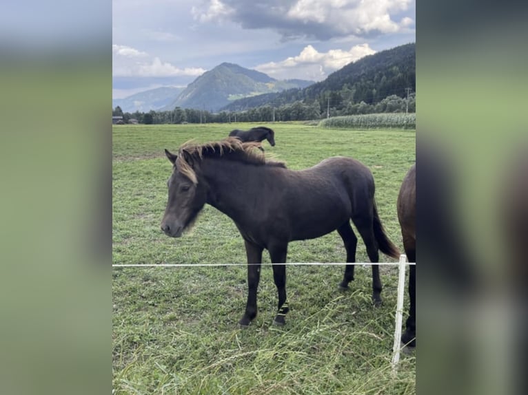 Pony Islandese Castrone 2 Anni Baio in Greifenburg