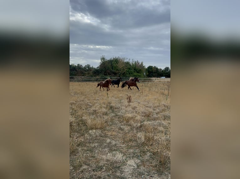 Pony Islandese Castrone 2 Anni  in Galenberg