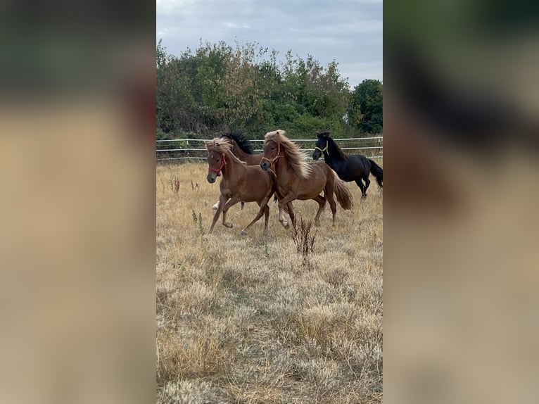 Pony Islandese Castrone 2 Anni  in Galenberg