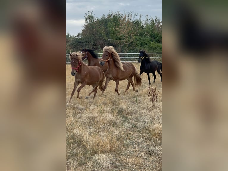 Pony Islandese Castrone 2 Anni  in Galenberg
