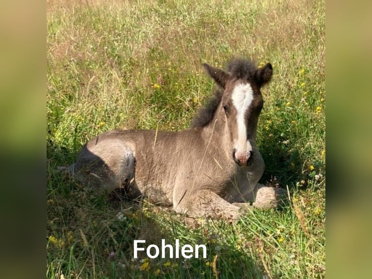 Pony Islandese Castrone 2 Anni Falbo in Kessel