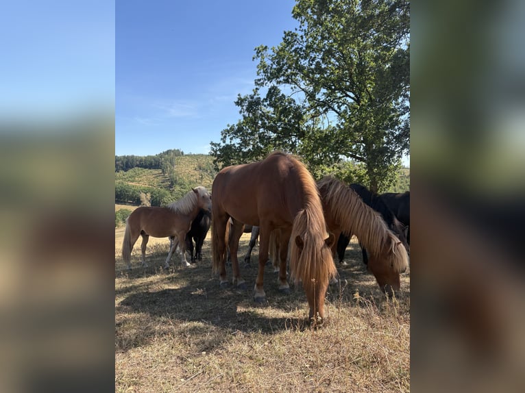 Pony Islandese Castrone 2 Anni Sauro in Netphen