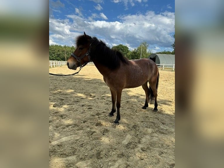 Pony Islandese Castrone 3 Anni 128 cm Baio roano in Heiden