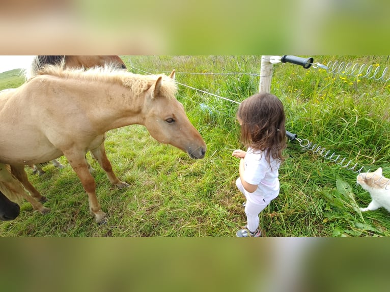 Pony Islandese Castrone 3 Anni 135 cm Red dun in selfoss